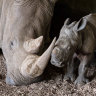 Hello baby! Victorian zoo welcomes arrival of white rhino calf