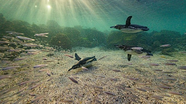 Galapagos penguins hunting black striped salema fish in the water off the coast of Galapagos Islands.