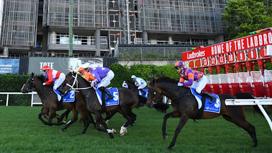 Horses race past the rising apartment development at Moonee Valley Racecourse.