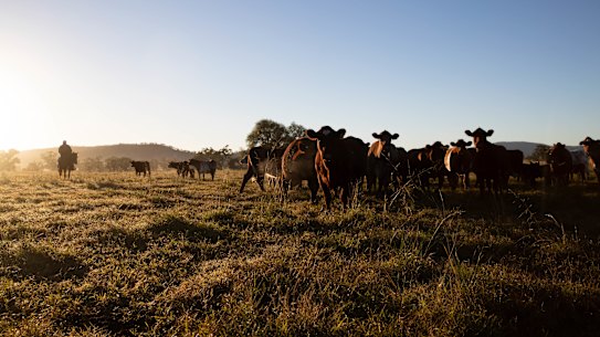Australia’s beef farmers are poised to capitalise on a once-in-a-generation opportunity to reshape the industry. 