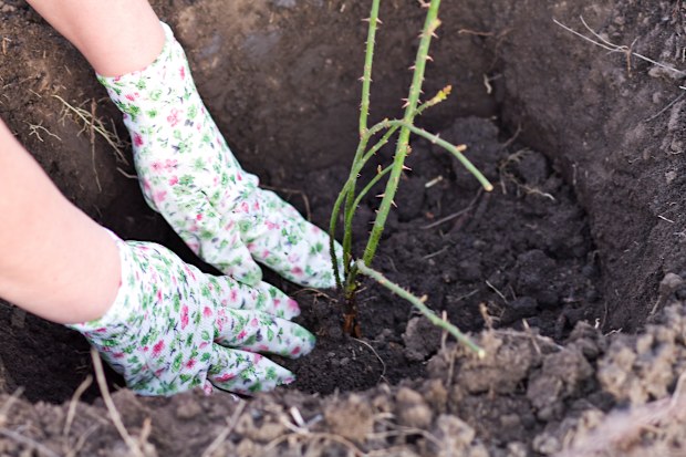 Woman plants bare root roses.