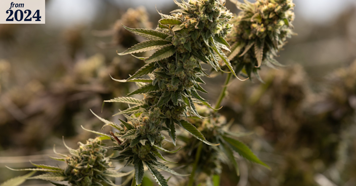 Medicinal cannabis: Alarm over huge number of telehealth cannabis scripts