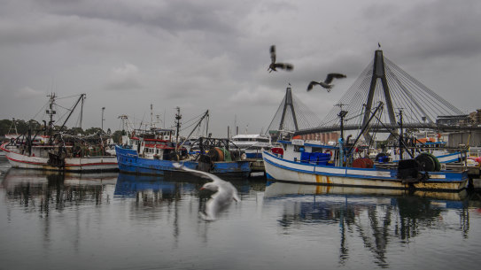 Global fish populations have declined to just 10 per cent of their original size, with a tenth of global fish stocks on the brink of collapse