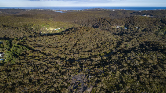 The Clean Energy Regulator paused accrediting carbon units connected to regeneration schemes during a government review.