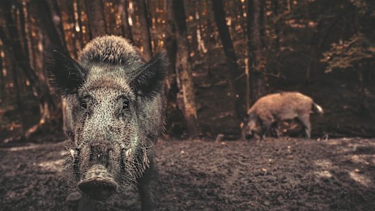 Feral pigs would be in hunters’ sights under the proposed laws.
