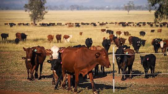 Due to a series of droughts in the past two decades, the national cattle herd has shrunk 12 per cent in the past 20 years.