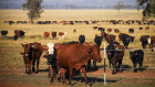 A new Agribusiness Australia report warns Brazil is emerging as a major force in beef exports.  