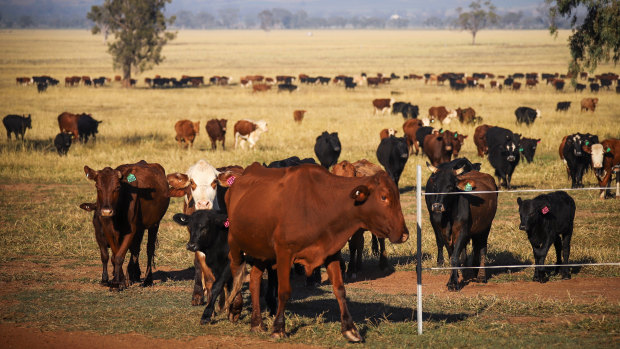 China drops its beef with Australia over meat exports