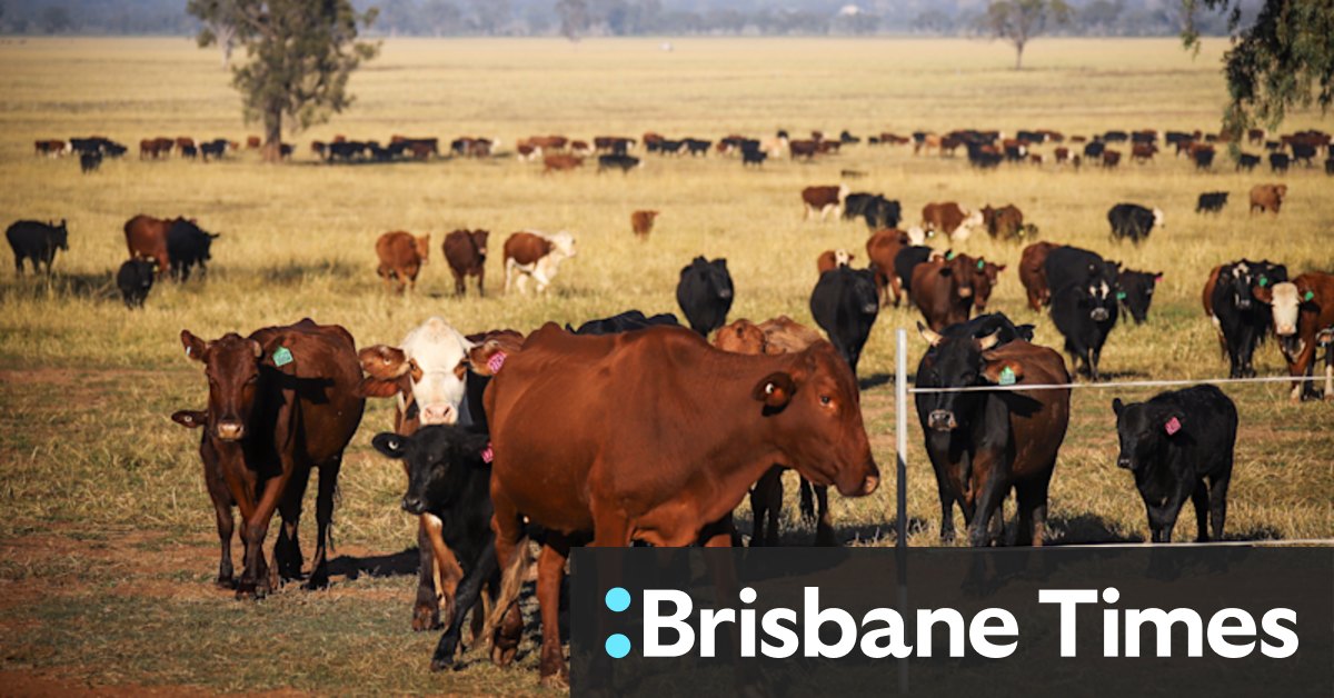 China drops its beef with Australia over meat exports - Vimarsana News