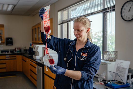 Dr Lily Parkinson splits River’s blood into bags matching the needs of different animals.