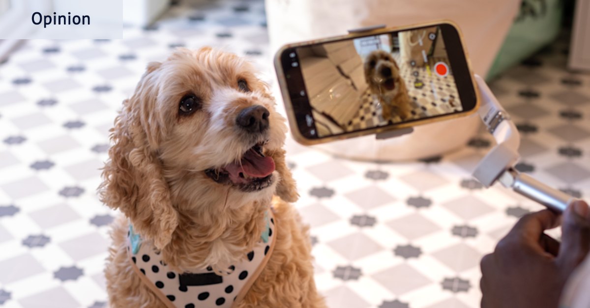 Digital detox: Cavoodles never influenced anyone to do evil, but I’ve ...