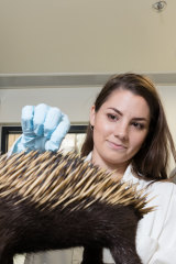 The new DNA test uses the quill of an echidna. 