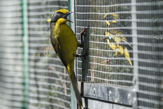 A helmeted honeyeater hangs onto the outside of an aviary at the release site.