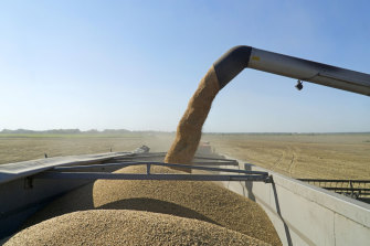 Wheat grain is pumped into a truck during the harvest in Chernihiv, Ukraine. Close to a third of the world’s wheat exports come from Russia and Ukraine.