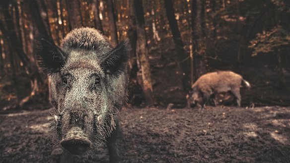 Feral pigs would be in hunters’ sights under the proposed laws.