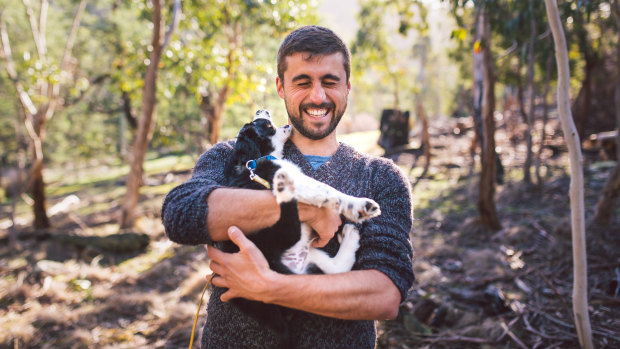 Researcher Dr Dejan Stojanovic will help train puppy Zorro in masked owl detection.