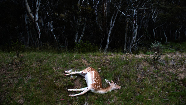 A deer shot near Thredbo. 