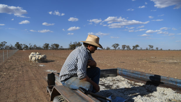 Grazier Scott Todd pauses after feeding so sheep cotton seed on his drought affected property near Bollon in south-west Queensland.