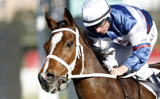 Willie Pike pilots Skyman to victory at Rosehill.