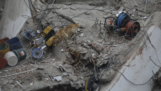 A rescue worker uses Pasha, a sniffer dog, in the search for survivors.