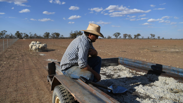 Grazier Scott Todd pauses after feeding so sheep cotton seed on his drought affected property near Bollon in south-west Queensland.