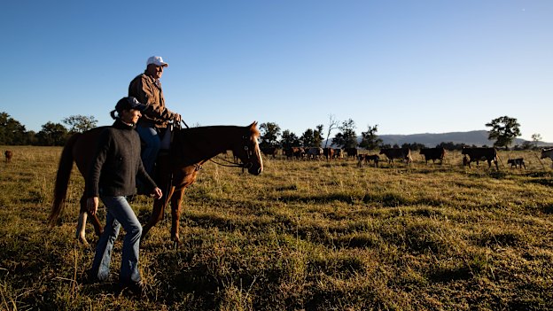 Nic Robertson joins her husband Doug, with their horse Hamish, as they muster cattle on their property near Scone. 