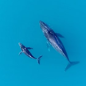 Humpback whales on the Exmouth Gulf.