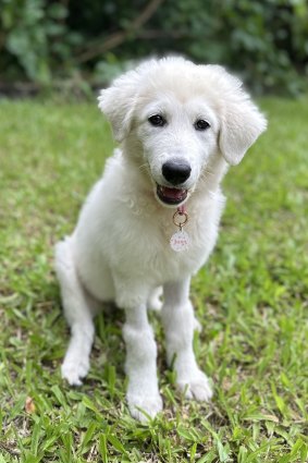 Juno would like to check out some of those other dog parks around Brisbane.