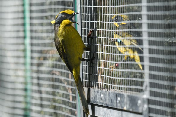 A helmeted honeyeater hangs onto the outside of an aviary at the release site.