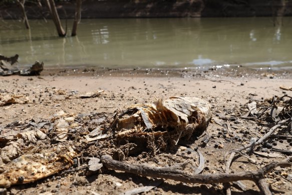 The banks of the Darling-Baaka River following a large-scale fish death event in Menindee.