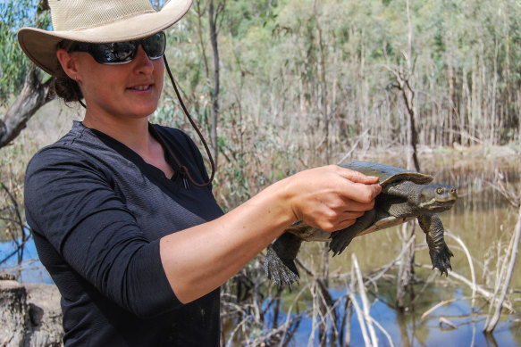 Scientist Katie Howard with a Murray River turtle.