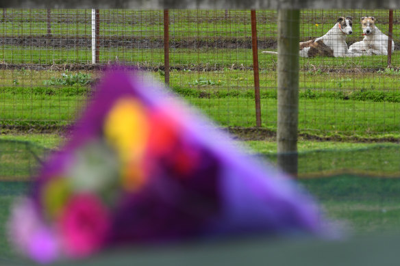 Dogs seen behind flowers laid by a mourner at the property of Karen Leek in Devon Meadows.
