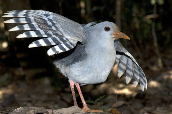 A kagu – endangered, and utterly unconcerned by human presence.