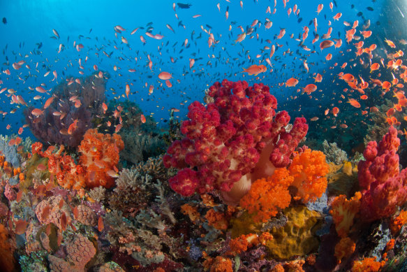 Coral wonderland: Alila Purnama.