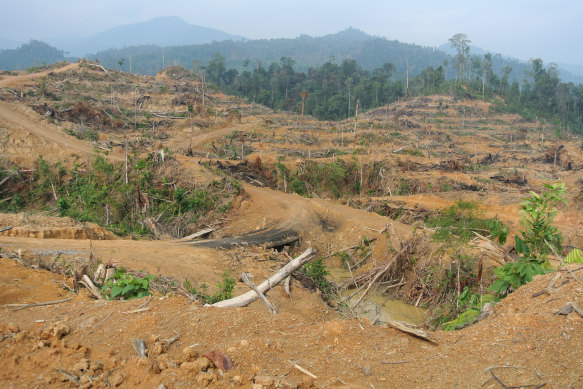 Forest cleared for an oil palm plantation in Indonesia in 2014.