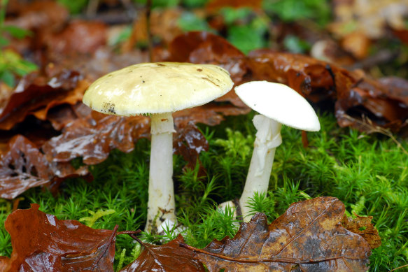 Death cap mushrooms are believed to have been the cause of death of three people in Leongatha.