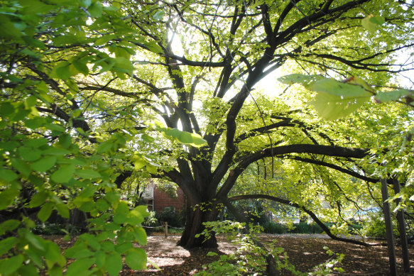 South Yarra’s sprawling golden elm.