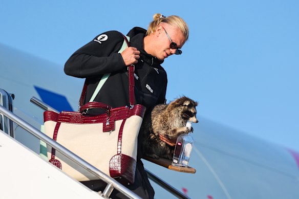 Erling Haaland gets off the plan in Oslo with a stuffed raccoon. 