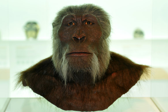 A model of Paranthropus Boisei at the Natural History Museum Basel in Switzerland.