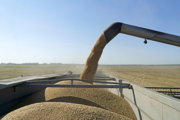 Wheat grain is pumped into a truck during the harvest in Chernihiv, Ukraine. Close to a third of the world’s wheat exports come from Russia and Ukraine.