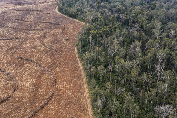 Clearcut forest in Clouds Creek in 2022, within the area proposed to be part of the Great Koala National Park. The cleared area included pine plantation damaged in the black summer bushfires.