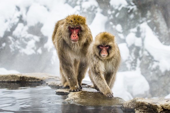 Macaques at Nagano’s Jigokudani thermal springs.