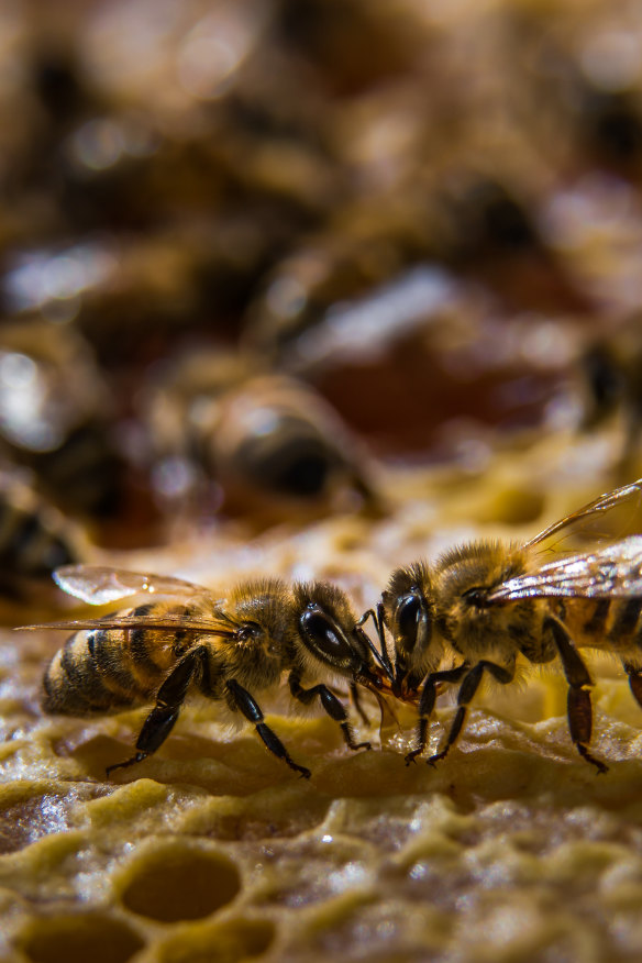 The potential devastation facing the world’s only ‘pure’ Ligurian bee population