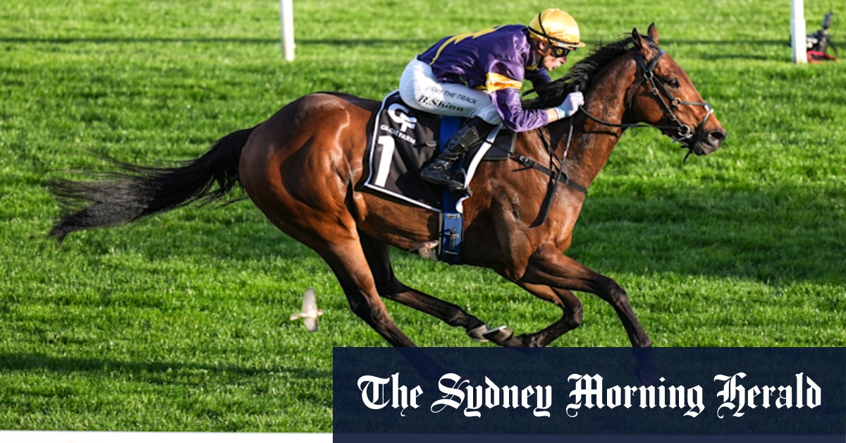 Punters fire up for War Machine to topple Everest favourite