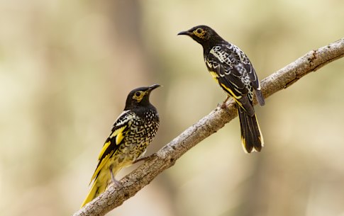 Regent Honeyeaters in the Capertee Valley, NSW. 