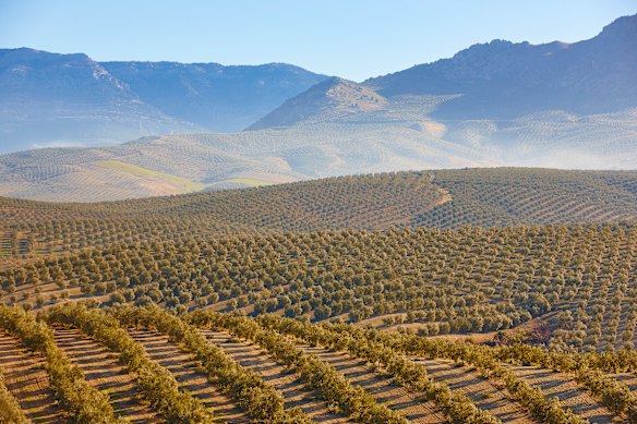Jaen is home to 66 million olive trees.