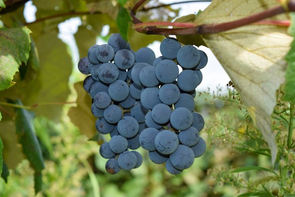 Concord grapes are now more commonly used to make jam, instead of wine.