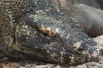 Here be dragons. A large Komodo lying on the beach.