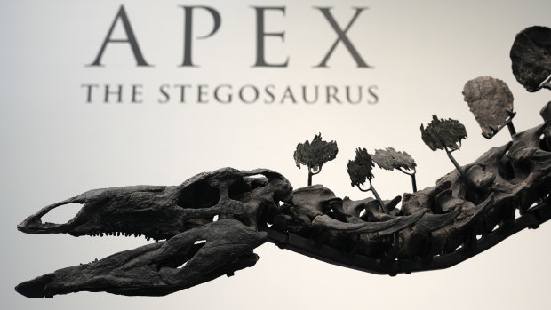 $67 million stegosaurus upends the dinosaur hierarchy