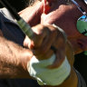 A book released last month claimed Phil Mickelson had lost more than $100 million.